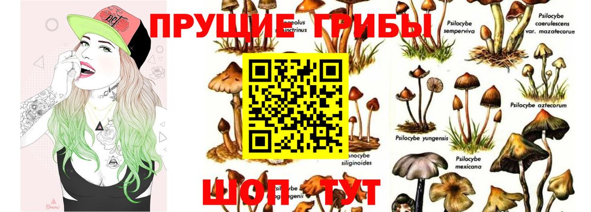 Псилоцибиновые грибы Cubensis Сибай